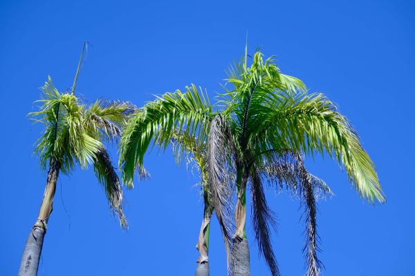 Universiti Malaysia Sabah/沙巴大学