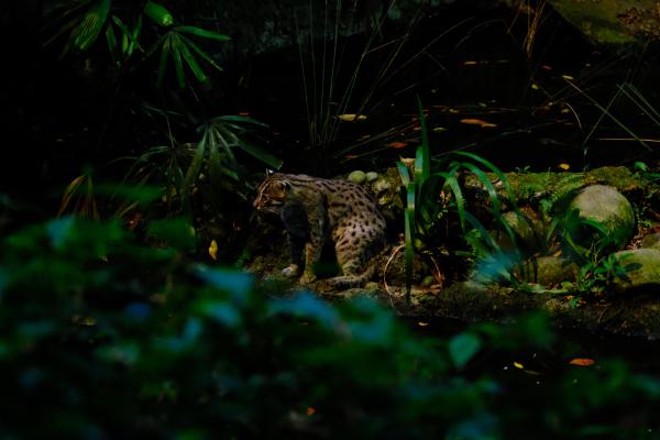 Night Safari 新加坡夜间野生动物园