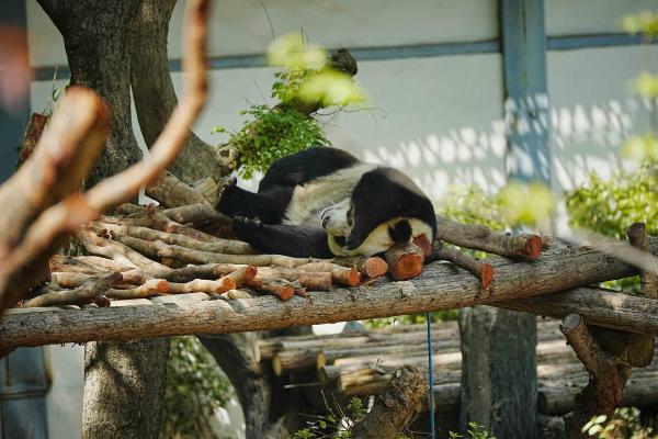 红山森林动物园