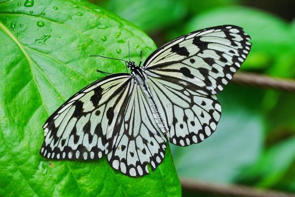 Entopia 槟城蝴蝶园